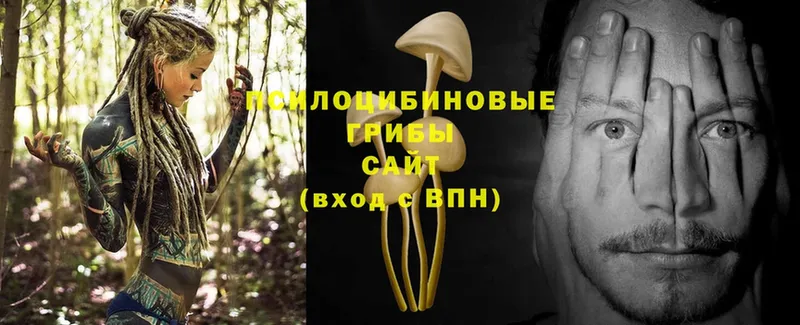 где купить   Кызыл  Галлюциногенные грибы Psilocybe 